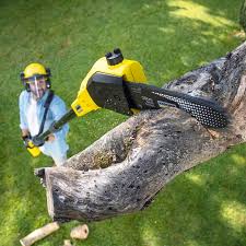 How Our Tree Care Process Works  in  Fort Dick, CA