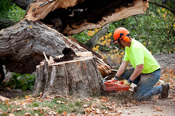 Trusted Fort Dick, CA Tree Services Experts