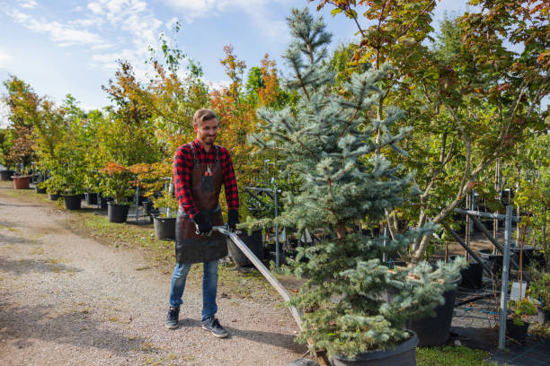 Best Tree Maintenance Programs  in Fort Dick, CA